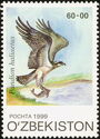 Osprey (Pandion haliaetus)